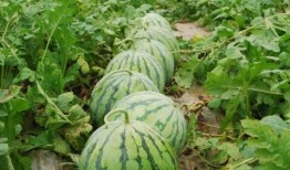 今日必吃大瓜每日吃瓜fun 吃瓜网每日大赛,跟随吃瓜网，畅享瓜界盛宴